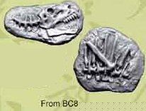 Copplestone Fossils!